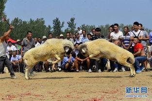 斗羊视频,斗羊视频背后的惊心动魄