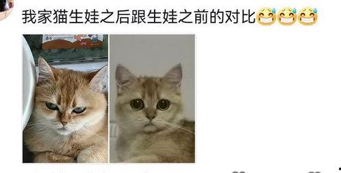 生猫宝宝视频,生猫宝宝温馨视频集锦
