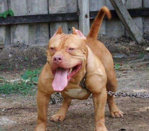 比特犬配种土狗视频,独特后代引关注