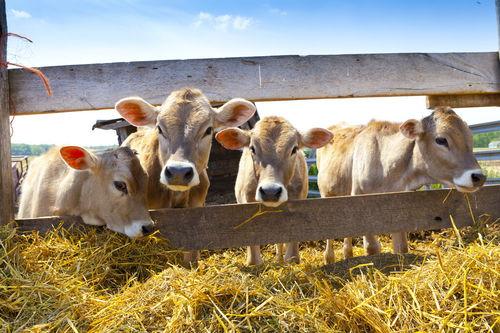 犊牛养殖视频,从出生到成牛的成长历程